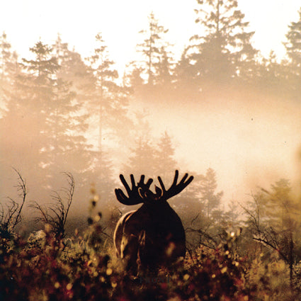 ARV & MILJÖ - Valnad Av Fornskog