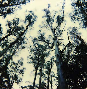 FRIGHTENING LIGHTS, THE - S/T