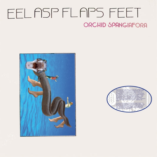 ORCHID SPANGIAFORA - Eel Asp Flaps Feet