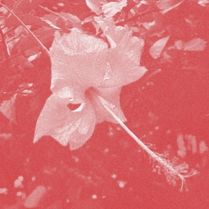 CELER - Poulaine