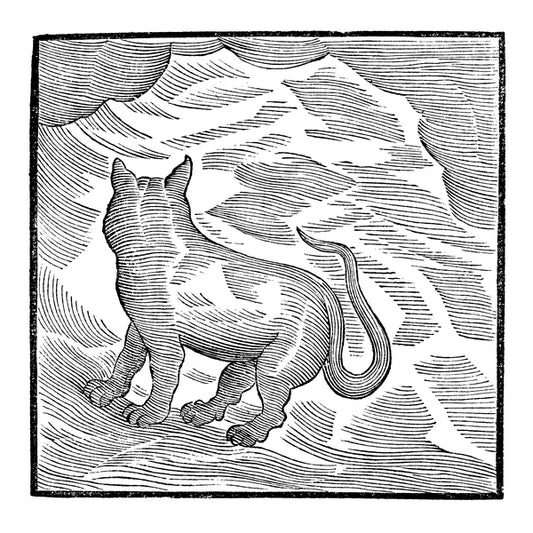 MAGALETTI & YPY, VALENTINA - Kansai Bruises