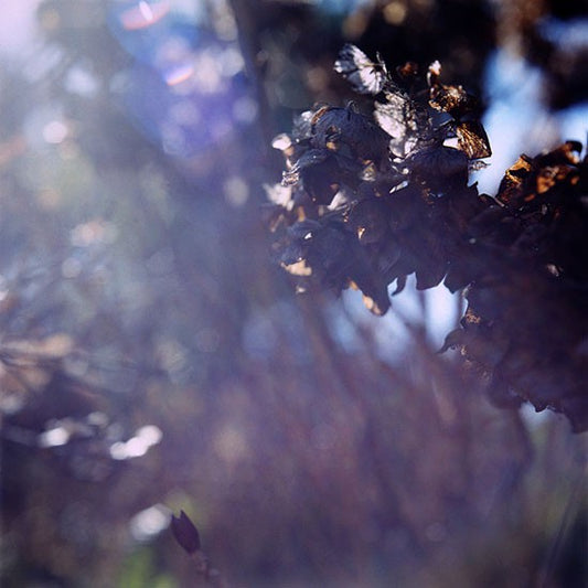 fusetron COBB, ALEX, Passage to Morning