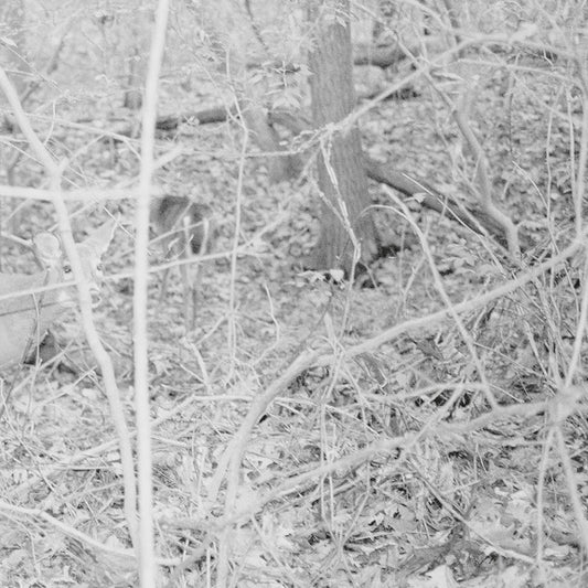 TONGUE DEPRESSOR - Bones For Time